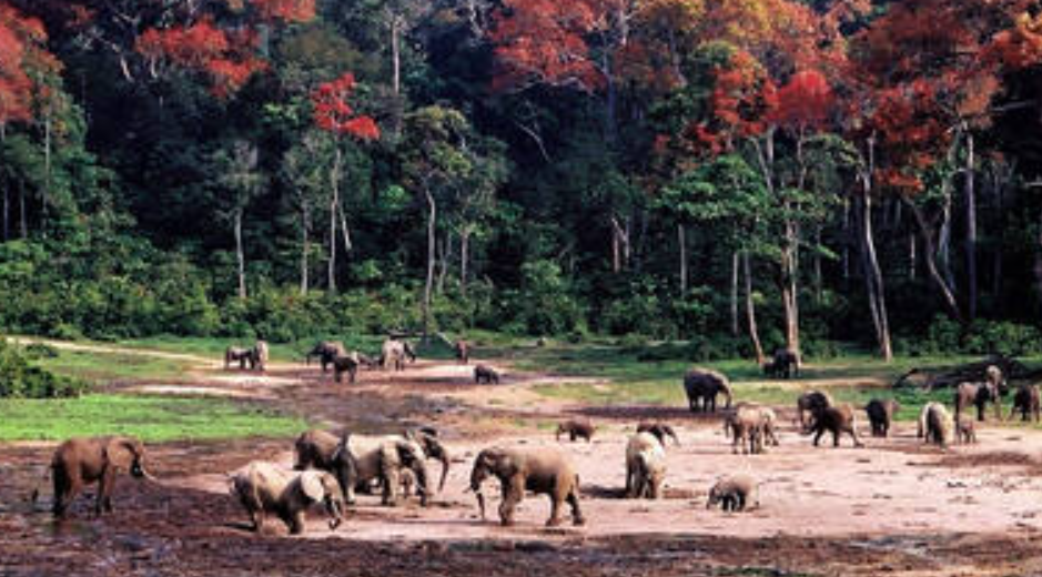 Dzanga-Ndoki National Park, Part of Sangha Trinational UNESCO Site (Southwest), Central African Republic
